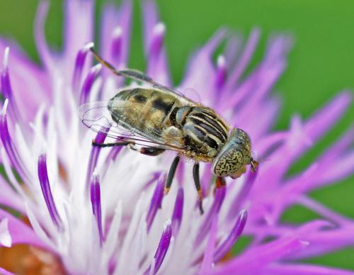 Réf. 328 532 : Eristalinus sepulchralis
